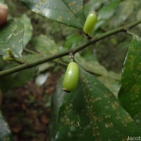 Gomphandra tetrandra (Wall.) Sleumer